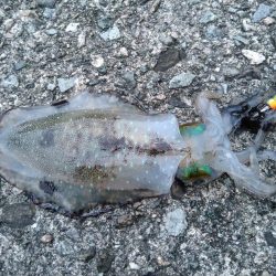 竹野~諸寄をランガン